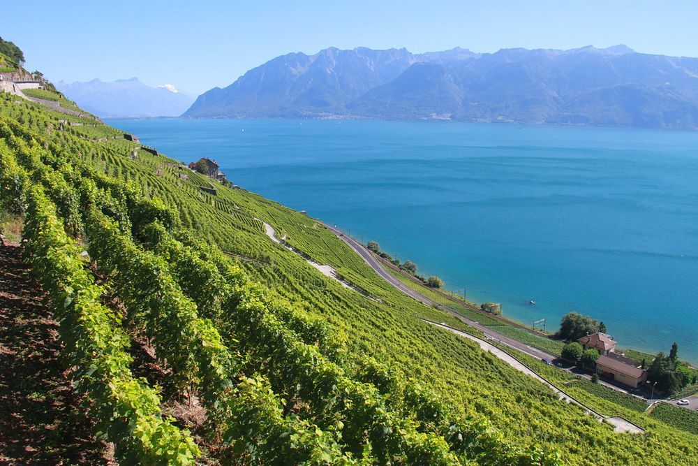  lavaux-zwitserland-wijnranken-wijngaarden-vakantie-nazomer-huizenruil