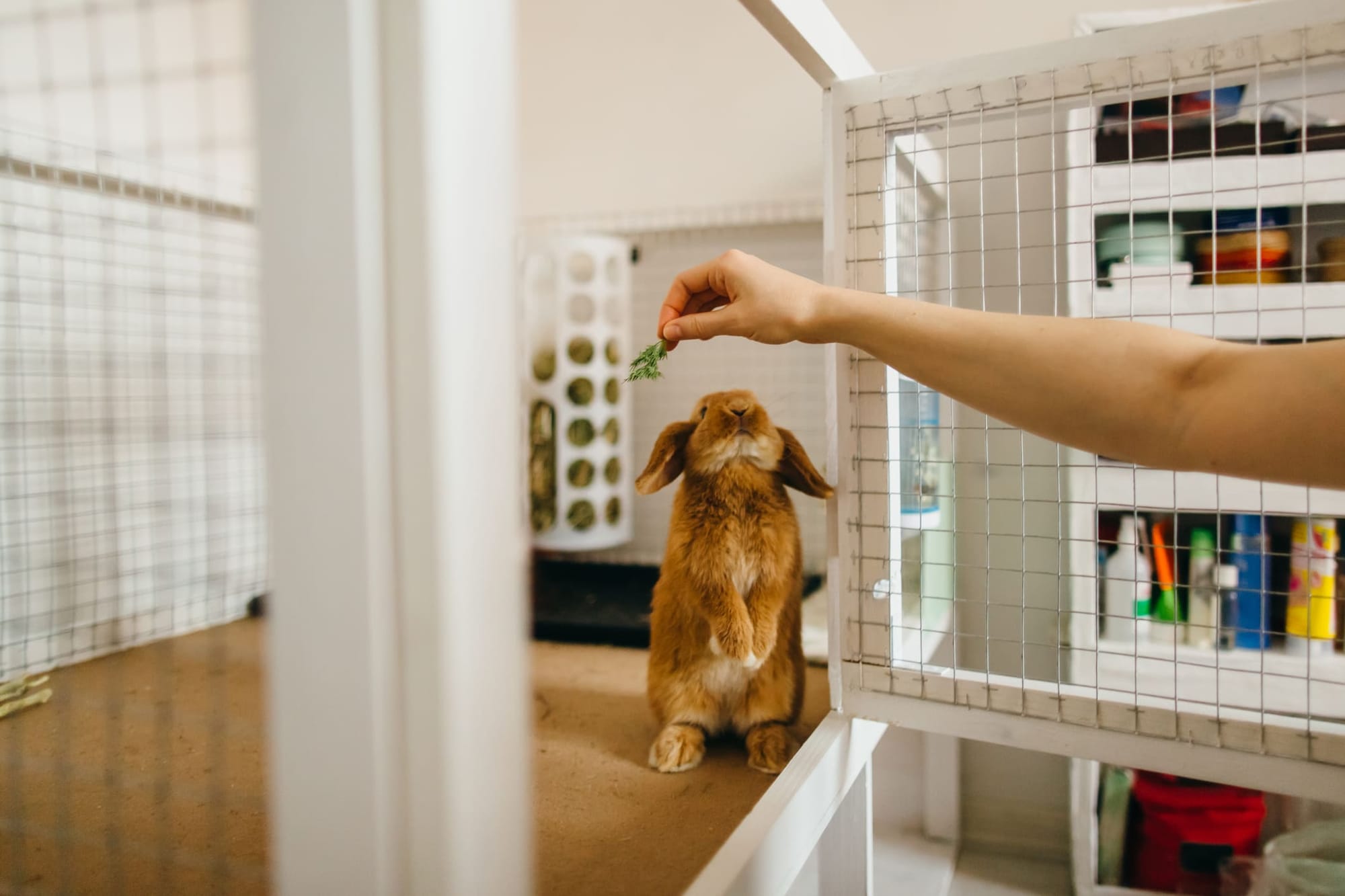 Iemand die een konijn voert - huisdierenoppas met HomeExchange